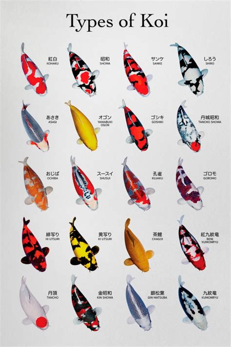 koi fish pictures|20 Types of Koi Fish Varieties & Colors (With Info & Pictures).